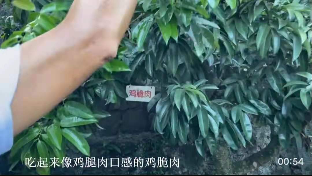 海口農戶(hu)36年(nian)種出辣椒味荔枝！還有(yǒu)雞腿肉味的(de)，網友：不知道楊貴妃敢不敢吃